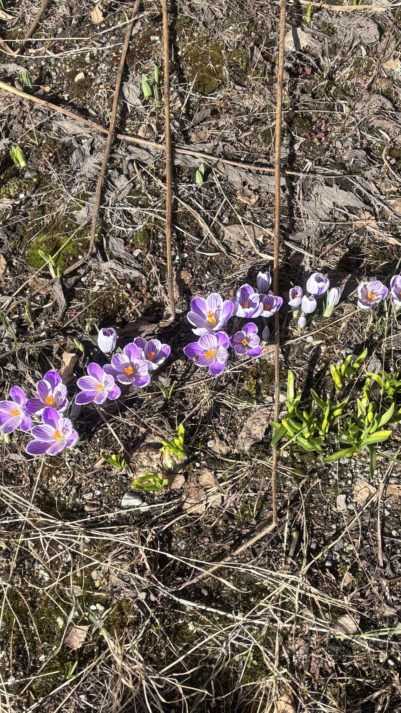 lilla blomster på en eng