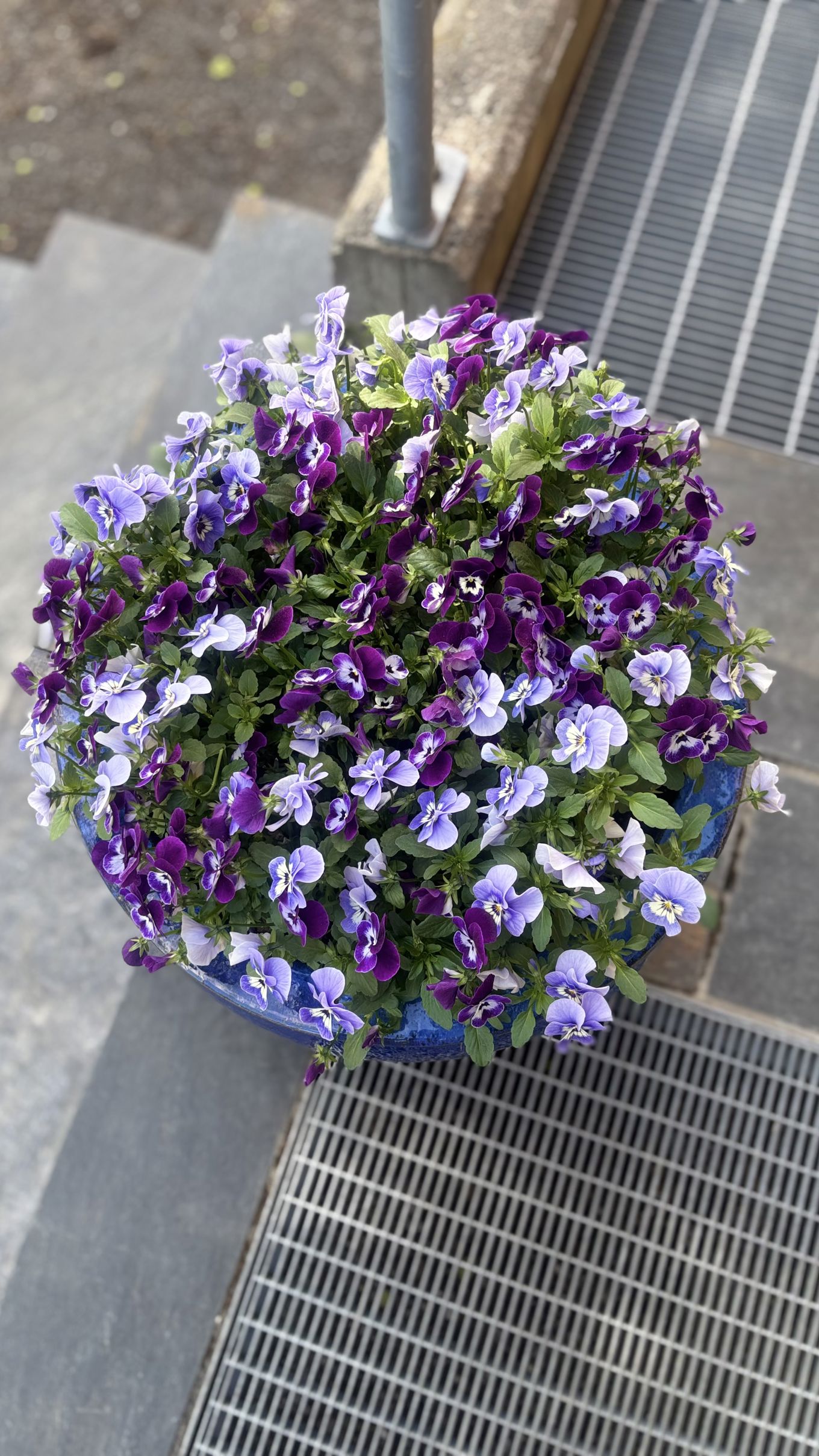 en potte med lilla blomster en potte med lilla blomster